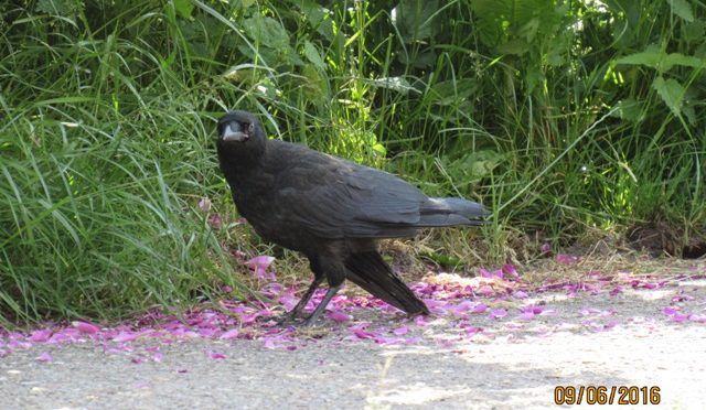 Hilflosen Vogel gefunden – was tun?