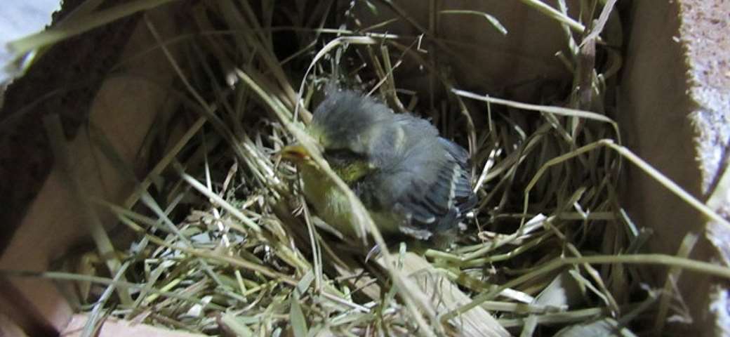 Blaumeise www.wildvogel-rettung.de