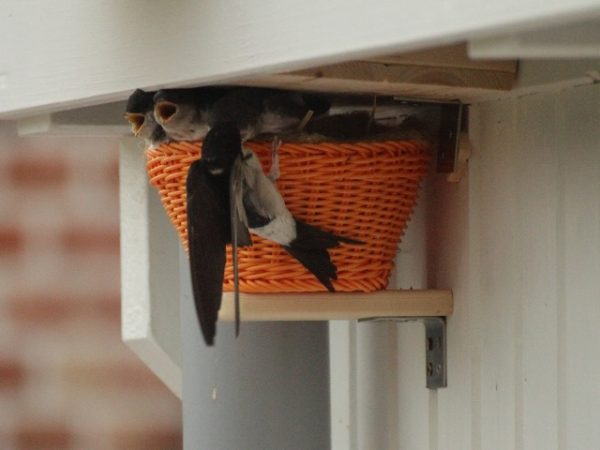 ©P.Lux Das Nest dieser Schwalben brach an einem Sonntag von einem 9 Meter hohen, unerreichbaren Giebel. Ausführliche Telefonberatung und sofortiger, sehr kreativer EInsatz des Finders gab dieser Familie ein neues zu Hause. Alle Küken haben es geschafft und die Familie ist im Herbst gemeinsam nach Süden aufgebrochen.