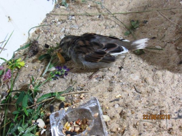 Spatzen brauchen frische Gräser und Kräuter mit Blüten und Samenständen