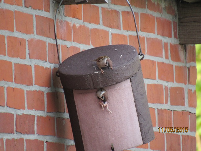 Haussperling klaut Kohlmeise www.wildvogel-