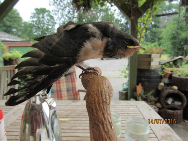 ernährungsbedingte Gefiederschäden bedeuten für jeden Vogel ein erhöhtes Risiko von Feinden erlegt zu werden. Für Zugvögel, wie Schwalben bedeuten sie praktisch das Todesurteil.