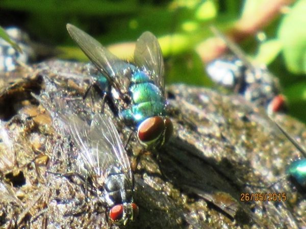 Fliegen sind ein ideales Erste-Hilfe-Futter