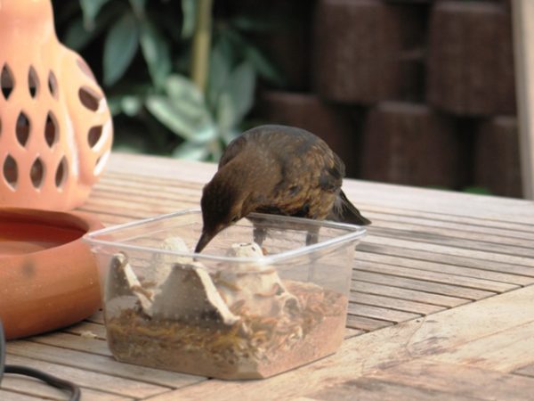 Erst, wenn der Vogel eigenstänbndig frisst.......