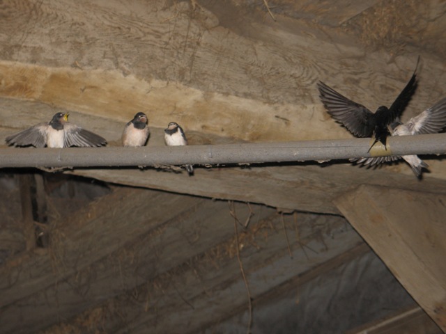 Rauchschwalbe www.wildvogel-rettung.de