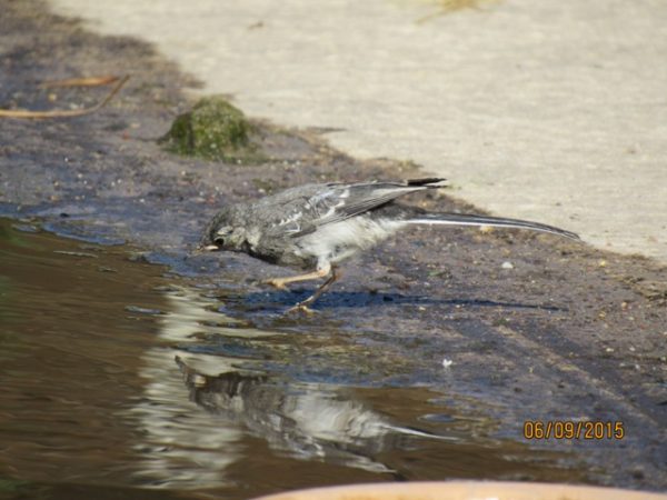 Marco war das Wasser des Tümpels anfangs äußerst suspekt....