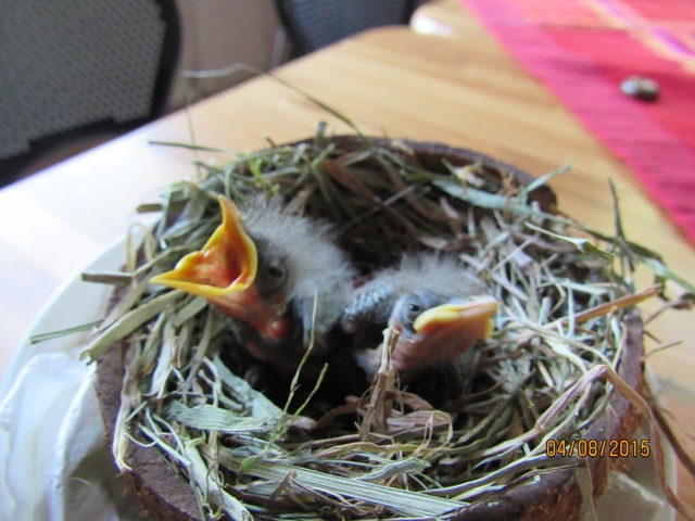 Bachstelze www.wildvogel-rettung.de