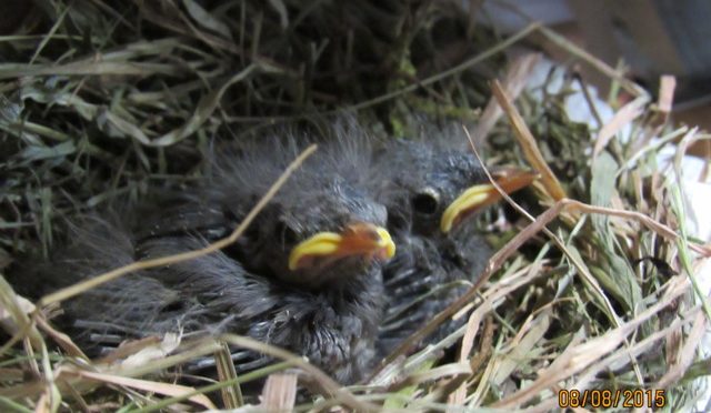 Bachstelze www.wildvogel-rettung.de