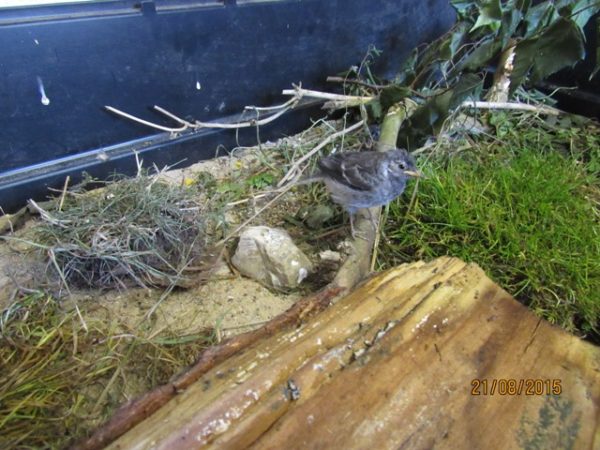 Bachstelzen müssen lernen, lebende Tiere am Boden......