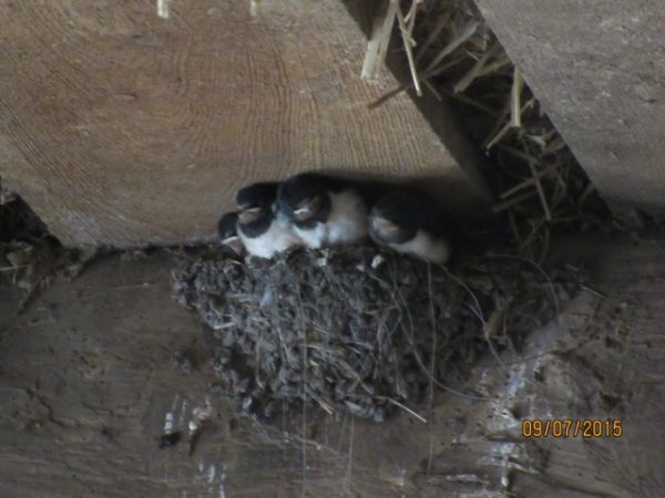 Im Nest verbaute Pferdehaare und Angelsehnen können zur Todesfalle werden, wenn sie nicht abgeschnitten werden.