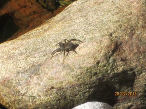 Für eine ganze Reihe von Vogelarten sind Spinnen eine wertvolle Ergänzung des Speiseplans