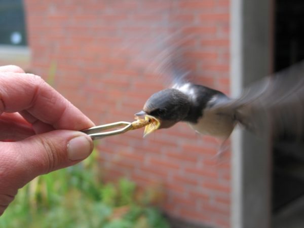 Erste Jagdübungen im Flug