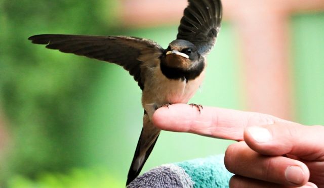 Wenn der Vogel fliegen lernt