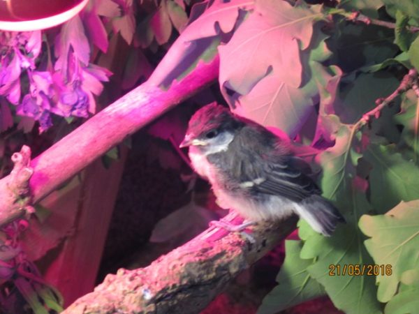 je befiederter der Vogel ist, desto sicherer lässt er sich bestimmen