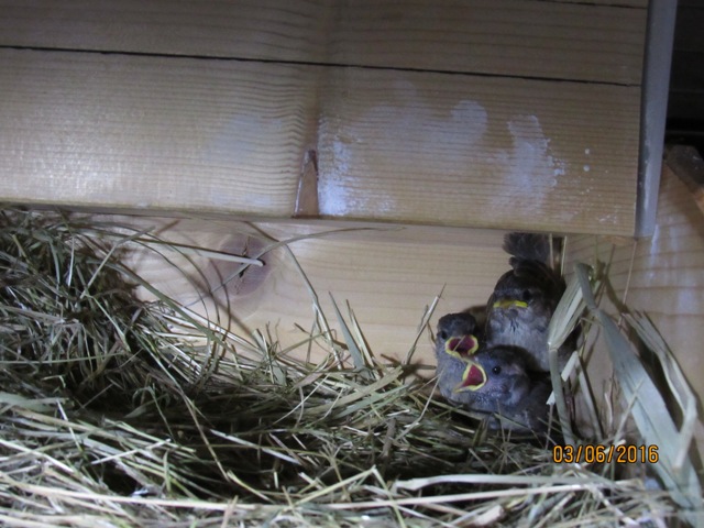 Haussperlinge www.wildvogel-rettung.de