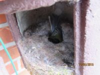 Höhlenbrüter sitzen die Schlechtwetterphase oft im Nest aus und wärmen dort ihre Jungen