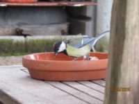 Vielen Vögeln helfen Sie durch die Schlechtwetterphase, indem sie Ihnen Futter für sich und Insekten für die Kinder raus stellen.