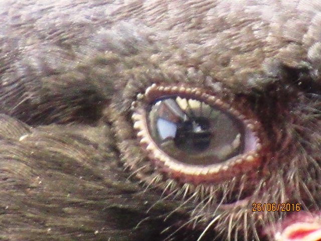 Rabenkrähe www.wildvogel-rettung.de
