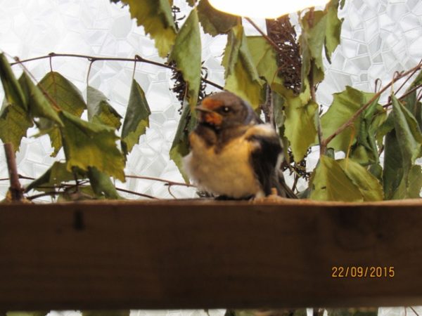 Vogel Gegen Scheibe Geflogen Tierarzt Kosten Vogel gegen Fensterscheibe geflogen - Erste Hilfe für Singvögel