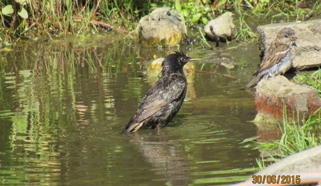 Zusatzinfos zu einzelnen Vogelarten