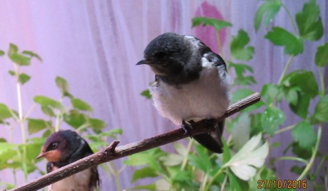 Verletzten Altvogel pflegen