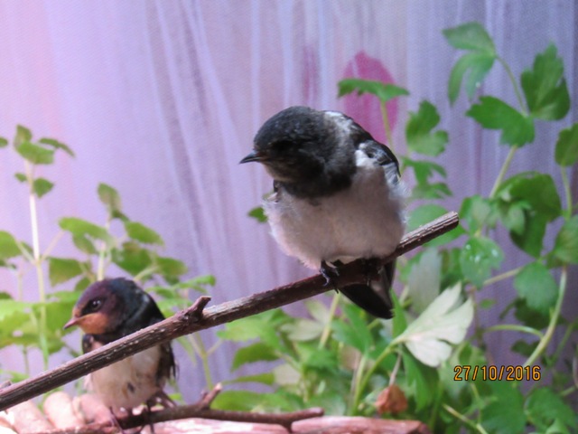 Rauchschwalben www.wildvogel-rettung.de