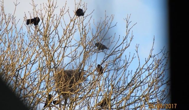 Wildvogelhilfe: Aktuelles