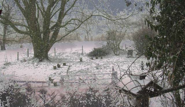 Weihnachten im Tierheim 2019