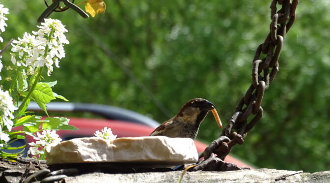 Erste Hilfe für Wildvögel